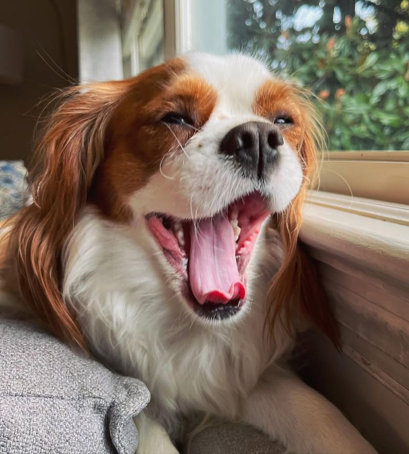 Cavalier King Charles Spaniel