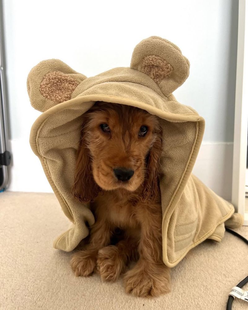 Cocker Spaniel
