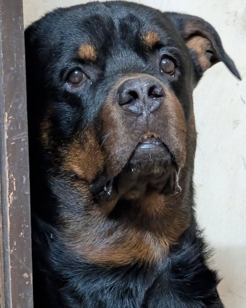 Rottweiler