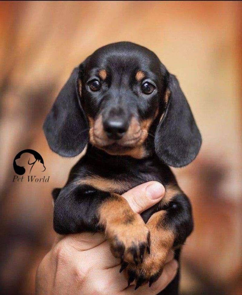 Dachshund