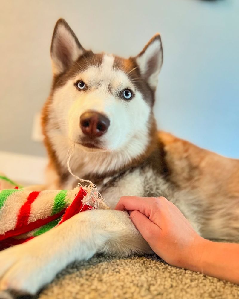 Siberian Husky