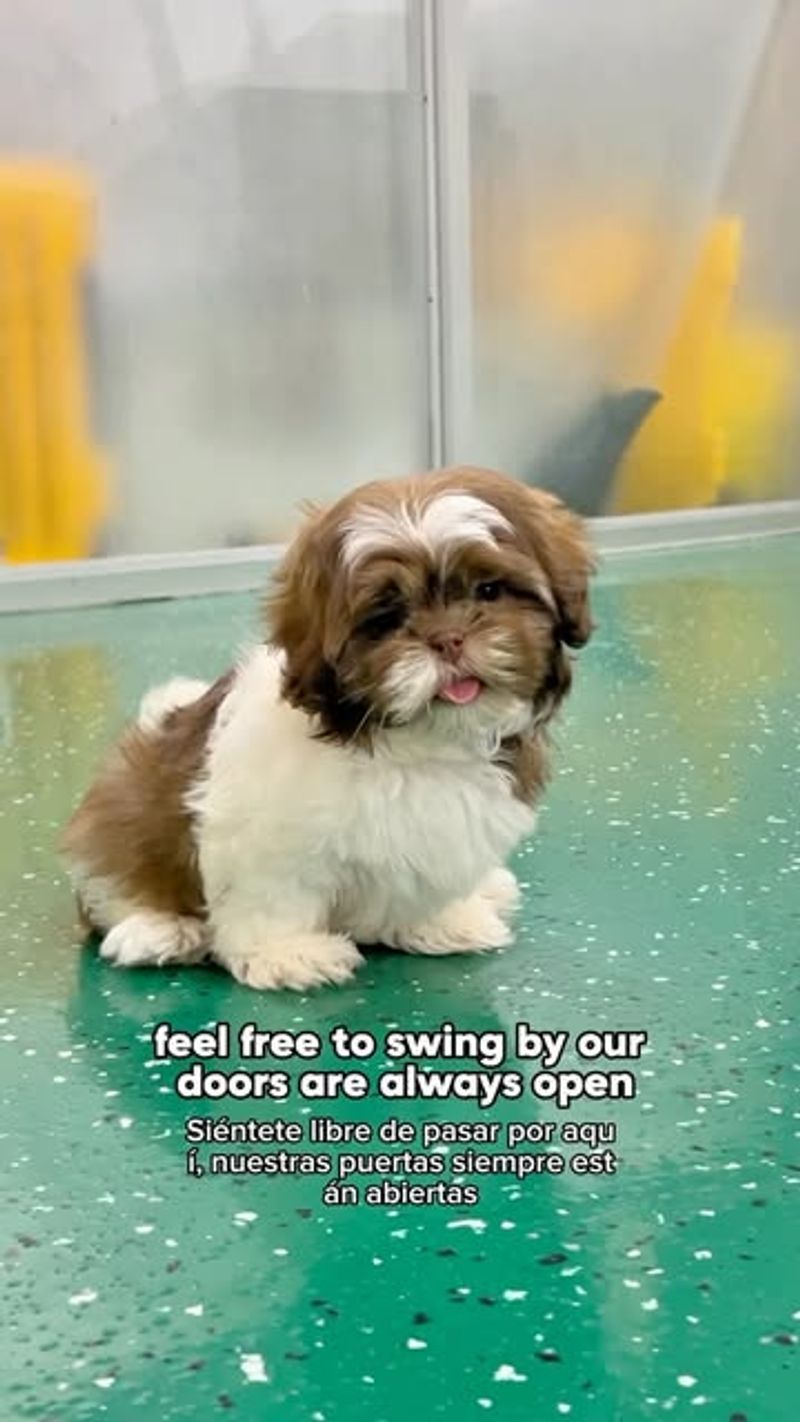 Shih Tzu