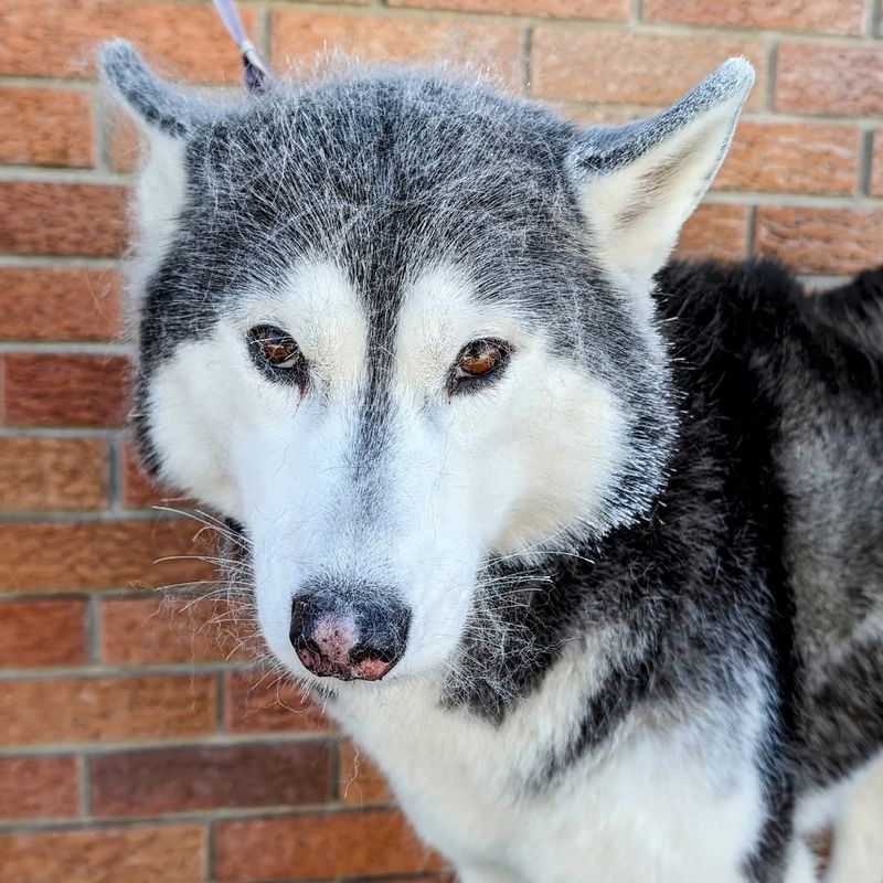 Husky