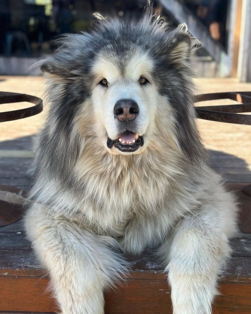 Alaskan Malamute