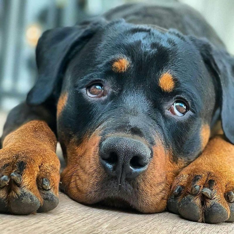 Rottweiler