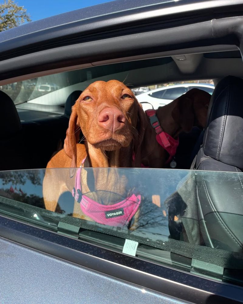 Vizsla