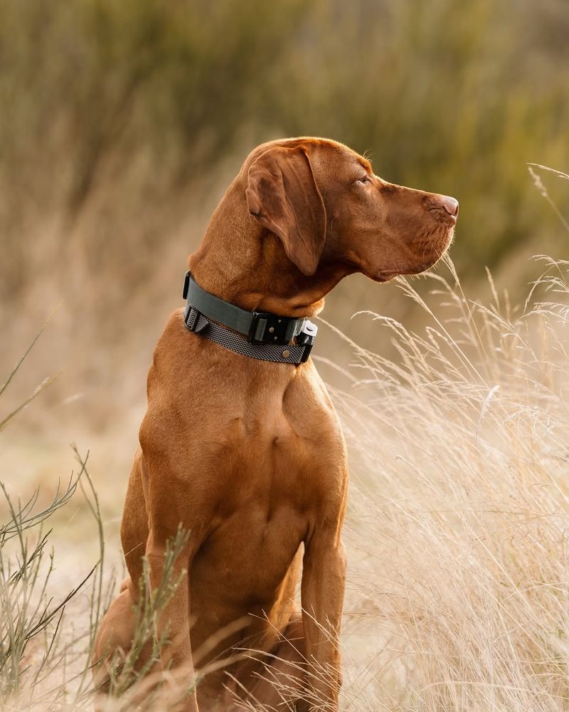 Vizsla