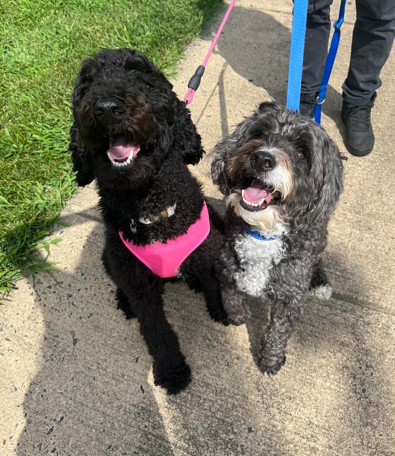 Portuguese Water Dog