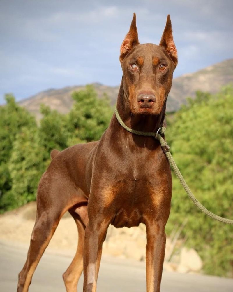 Doberman Pinscher