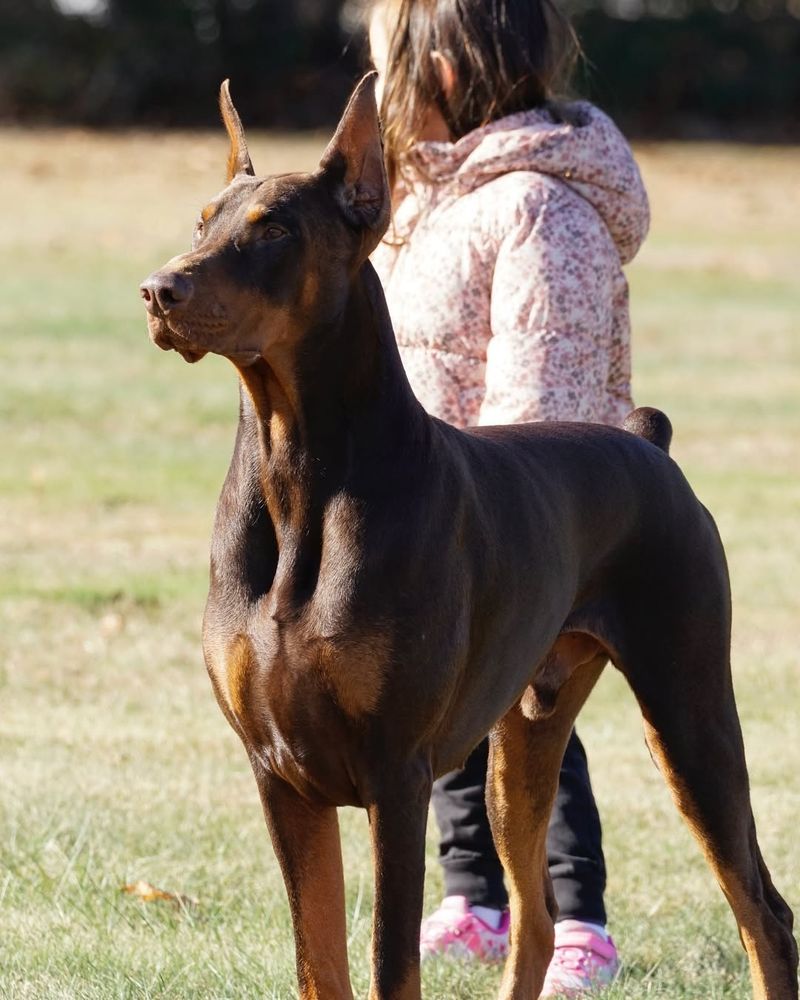 Doberman Pinscher