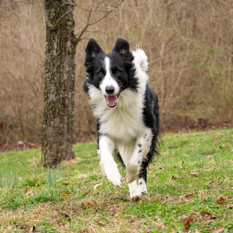 Border Collie