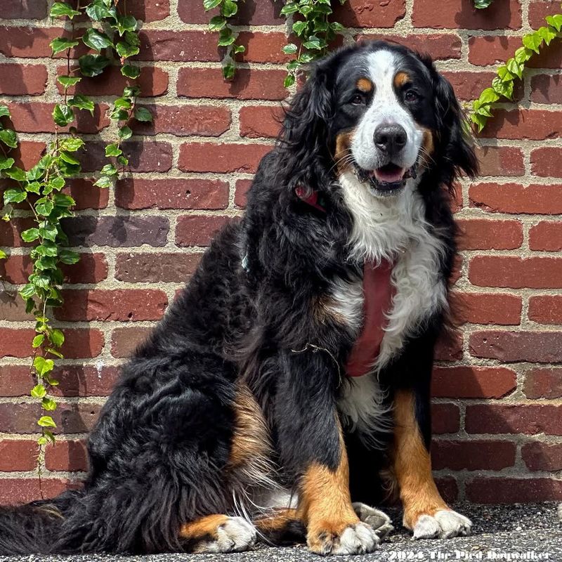 Bernese Mountain Dog