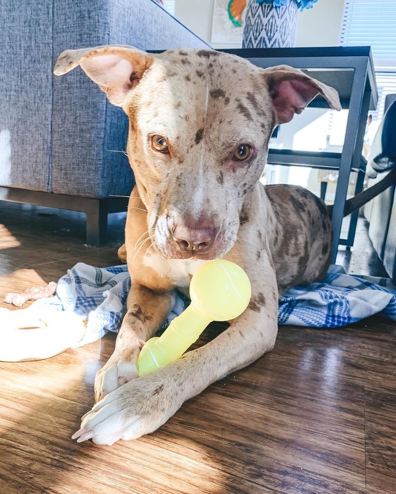 Catahoula Leopard Dog