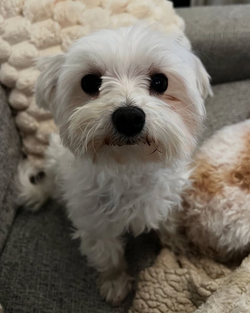 Maltese