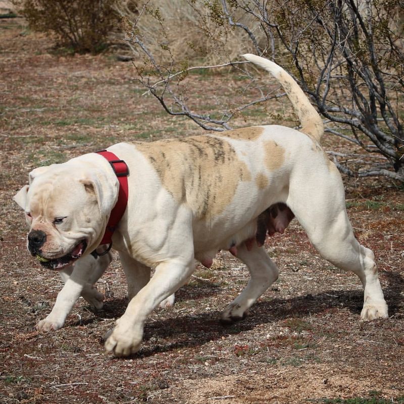 American Bulldog