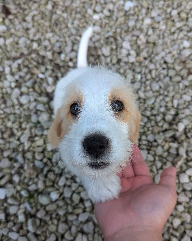 Petit Basset Griffon Vendéen