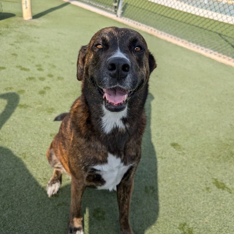 Brindle Labrador Retriever