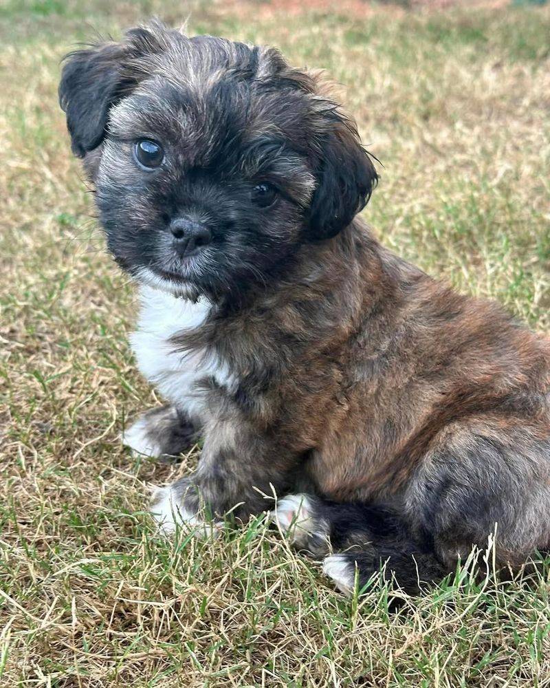 Brindle Shih Tzu