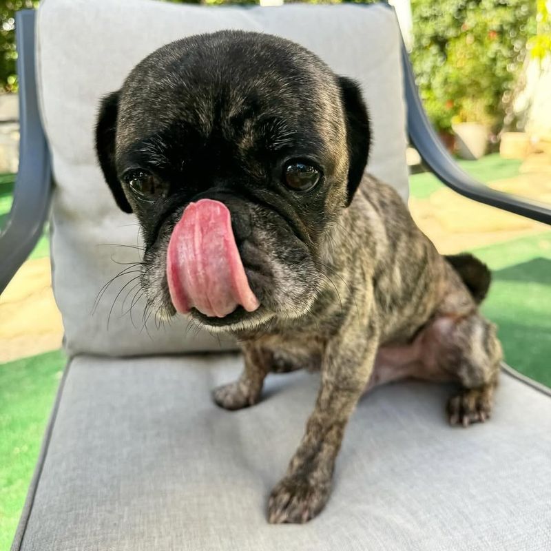 Brindle Pug
