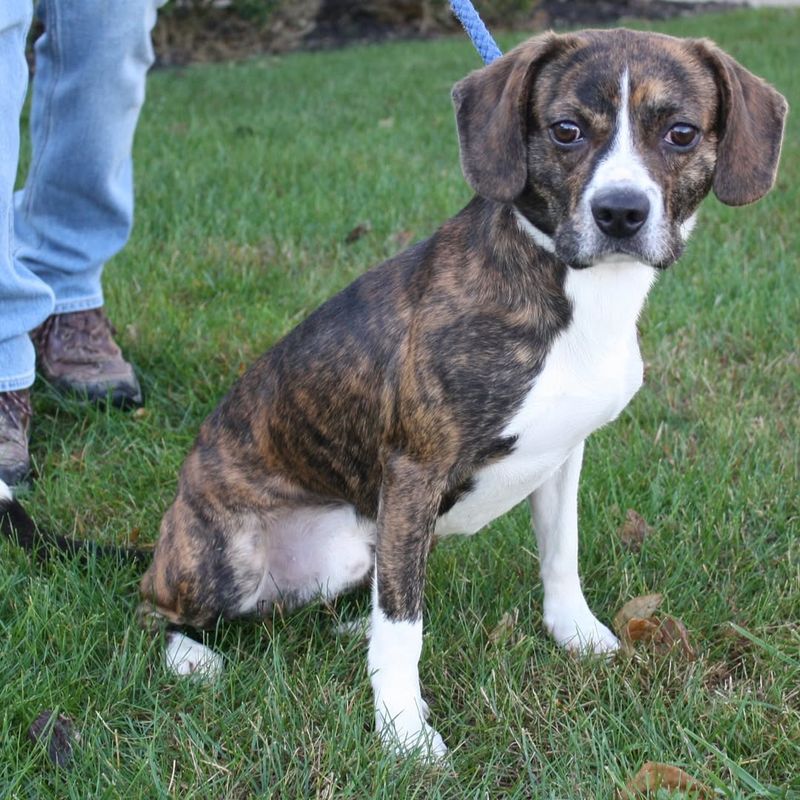Brindle Beagle