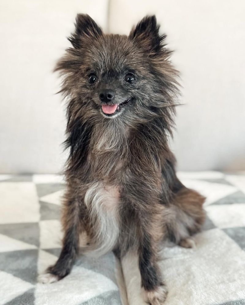 Brindle Pomeranian