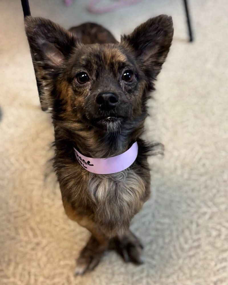 Brindle Papillon
