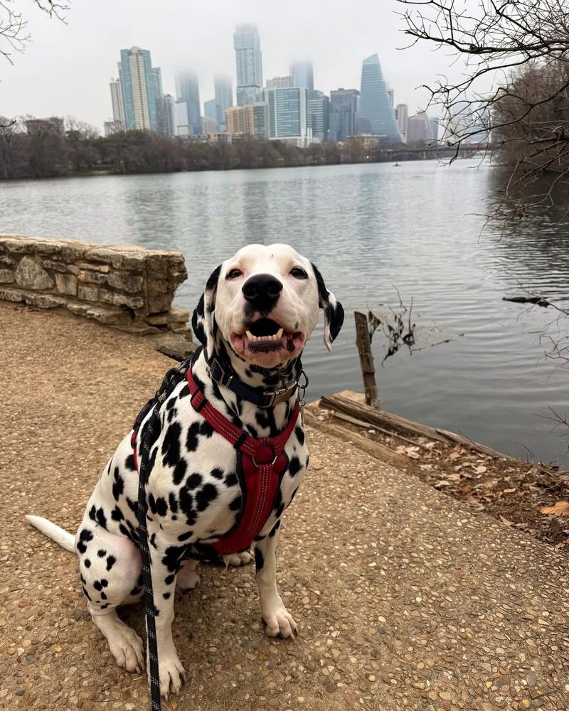 Brindle Dalmatian