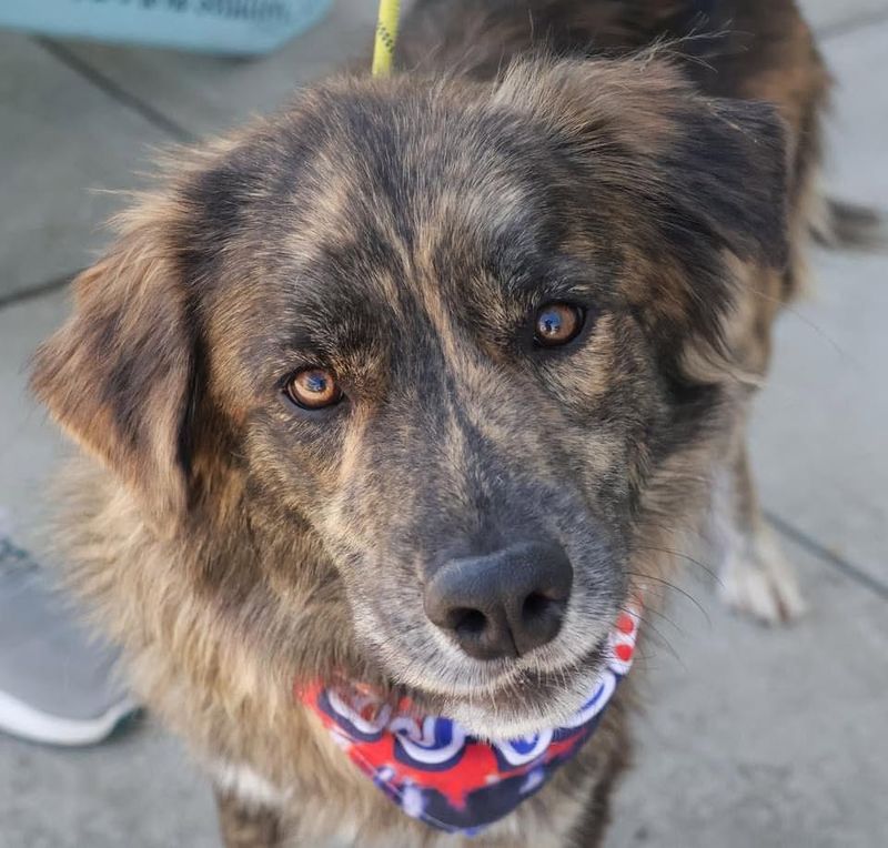Brindle Australian Shepherd
