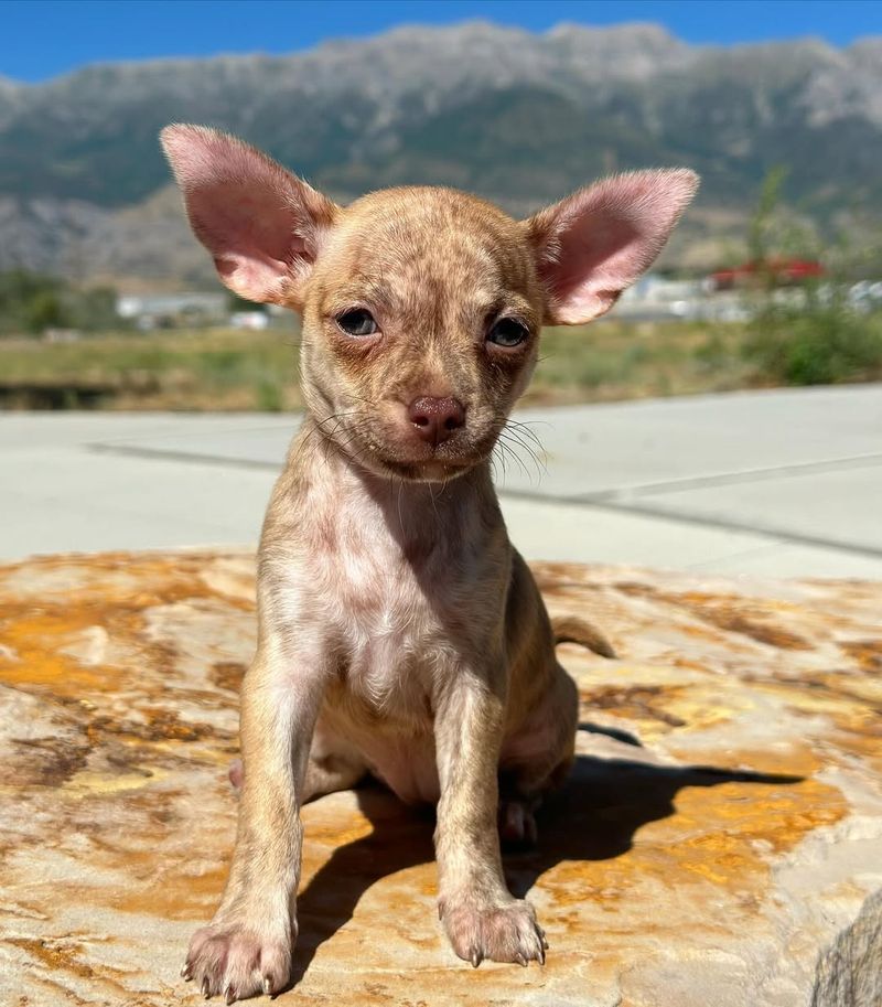 Brindle Chihuahua