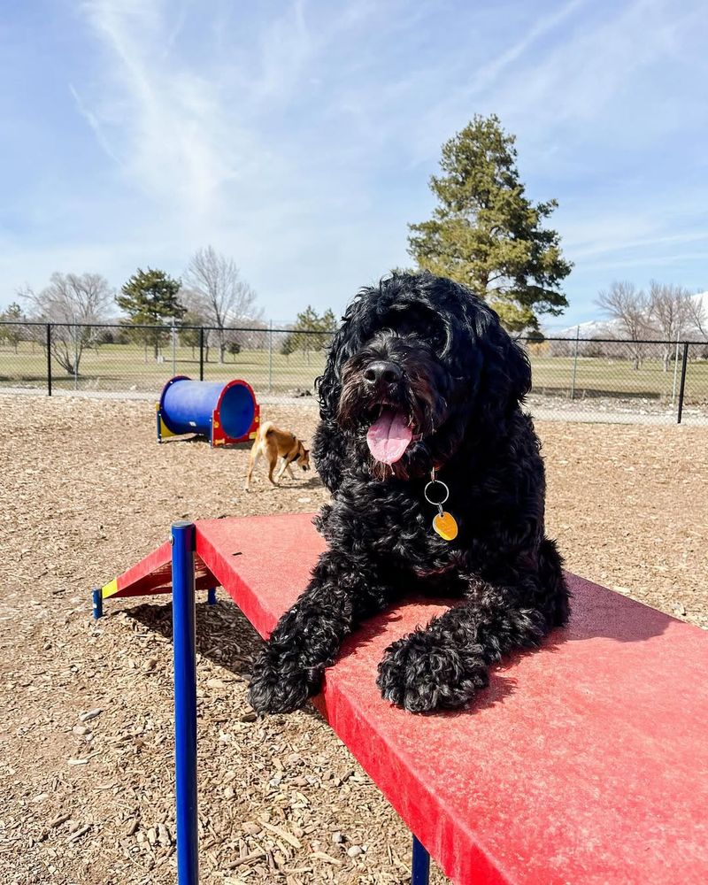 Portuguese Water Dog