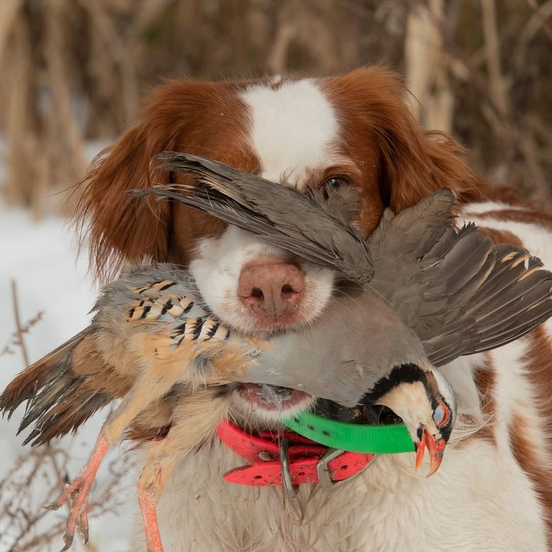 Brittany Spaniel