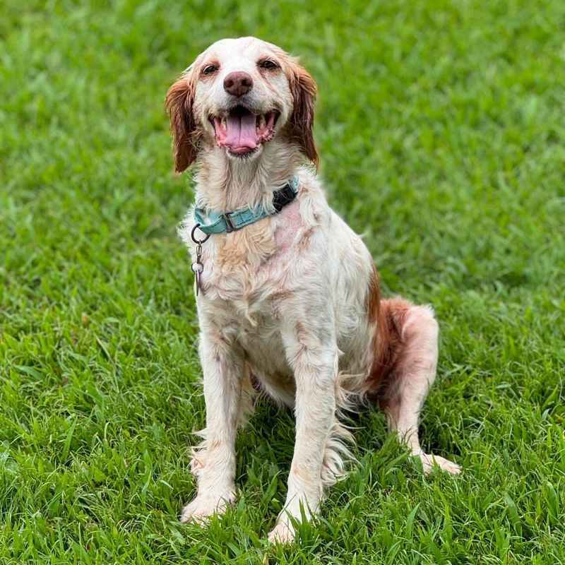 Brittany Spaniel