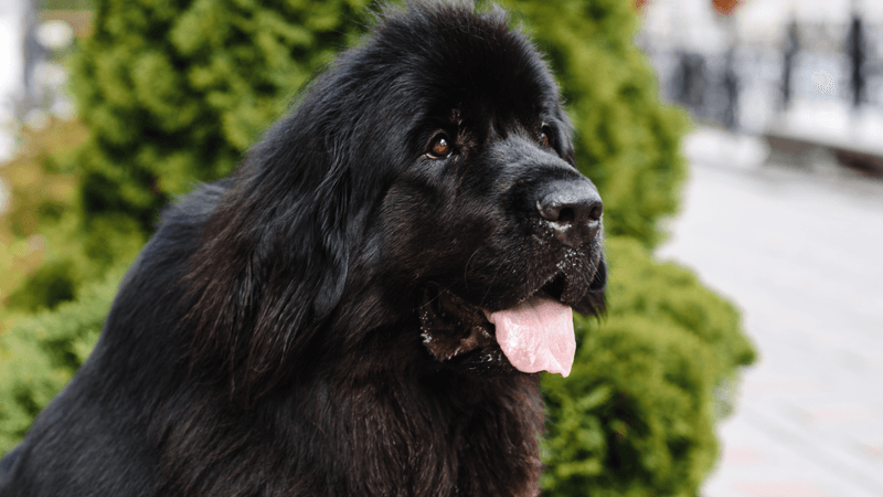 Newfoundland