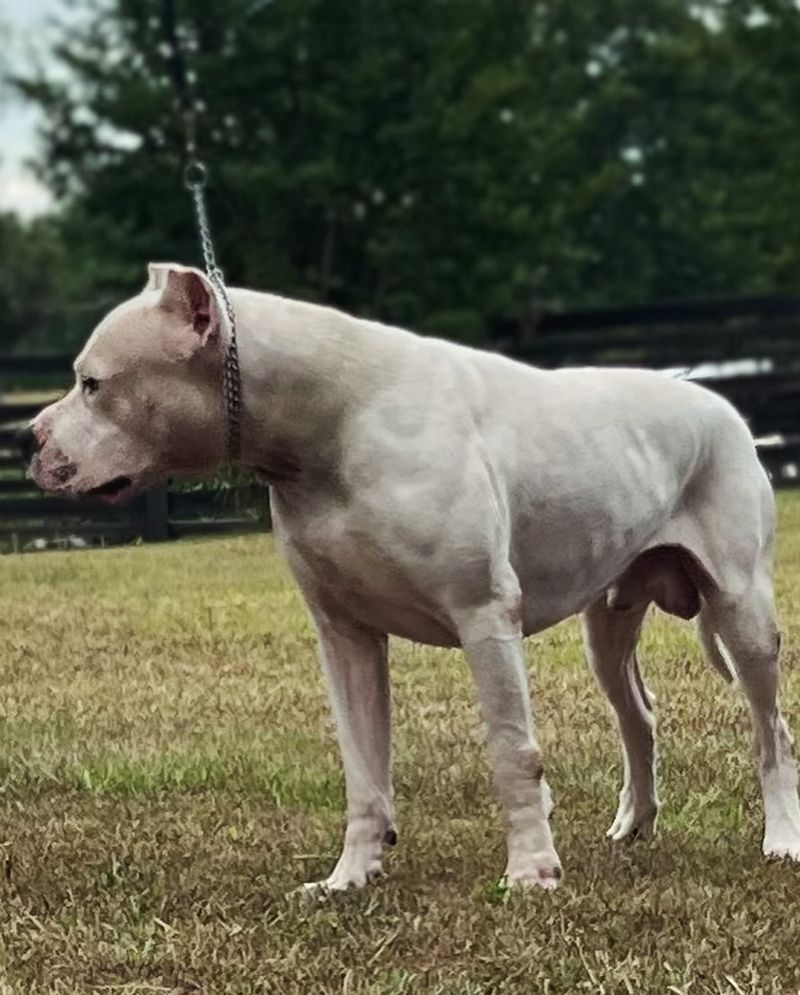 Dogo Argentino
