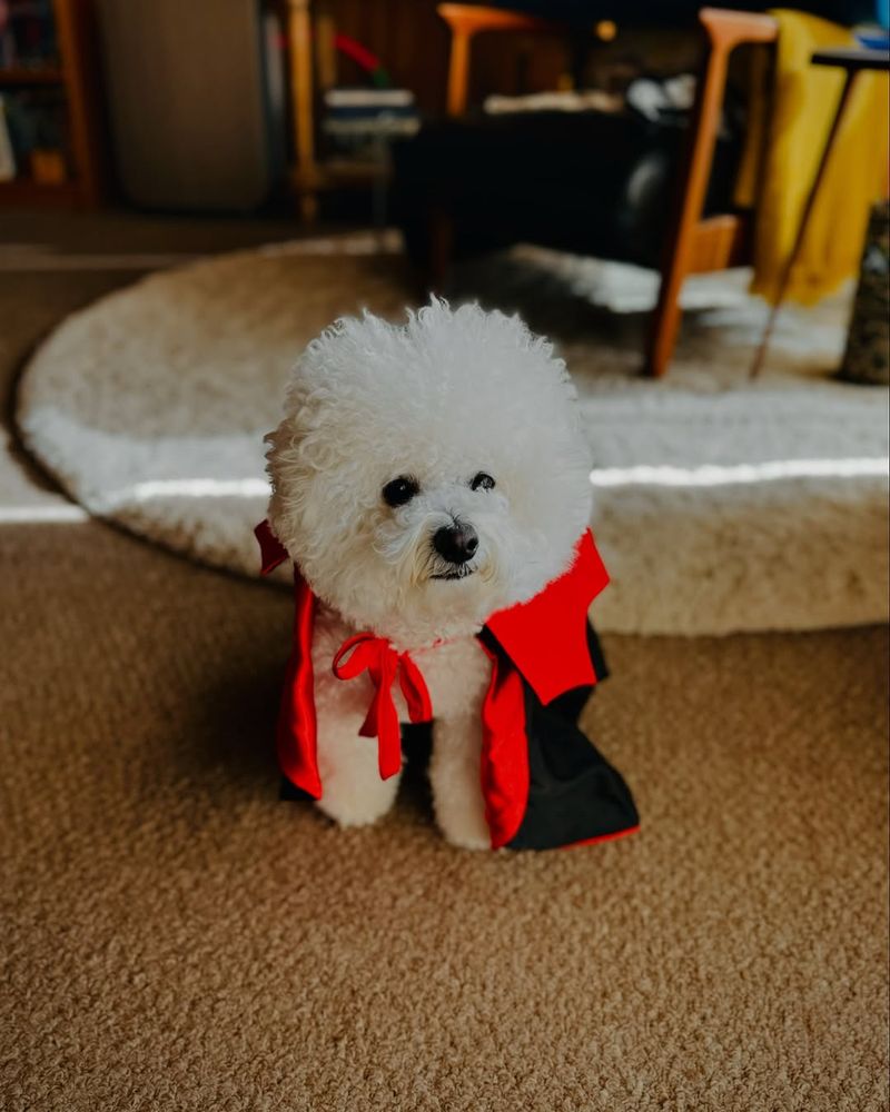 Bichon Frise