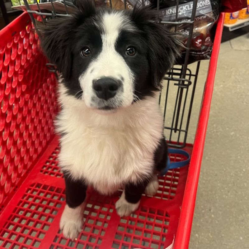 Border Collie