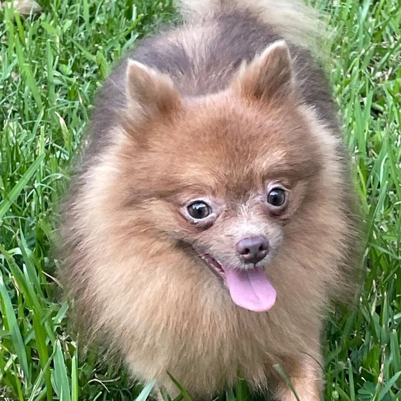 Pomeranian