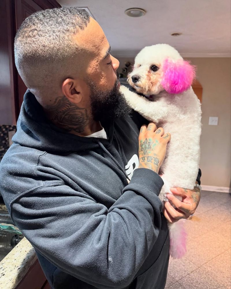 Bichon Frise