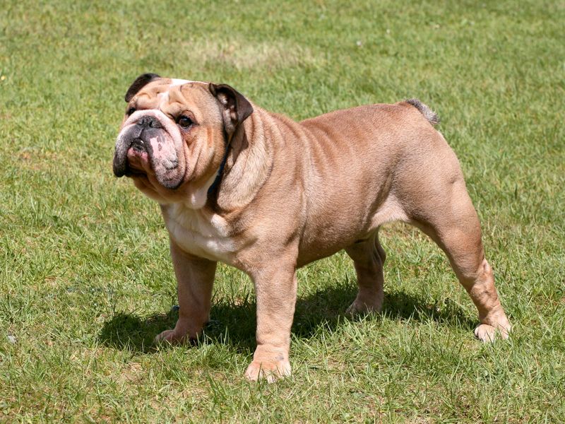 Bulldog