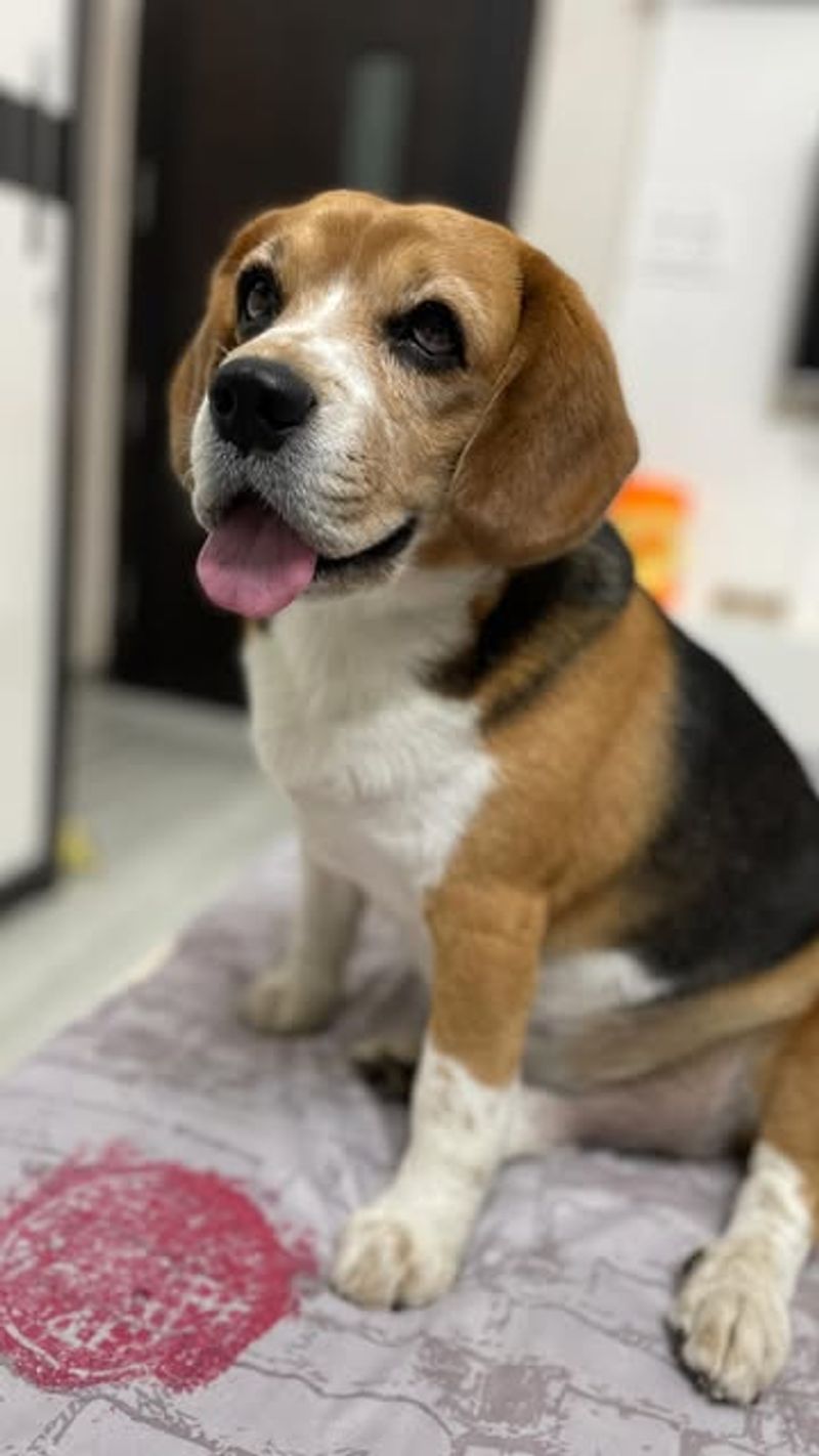 Beagle