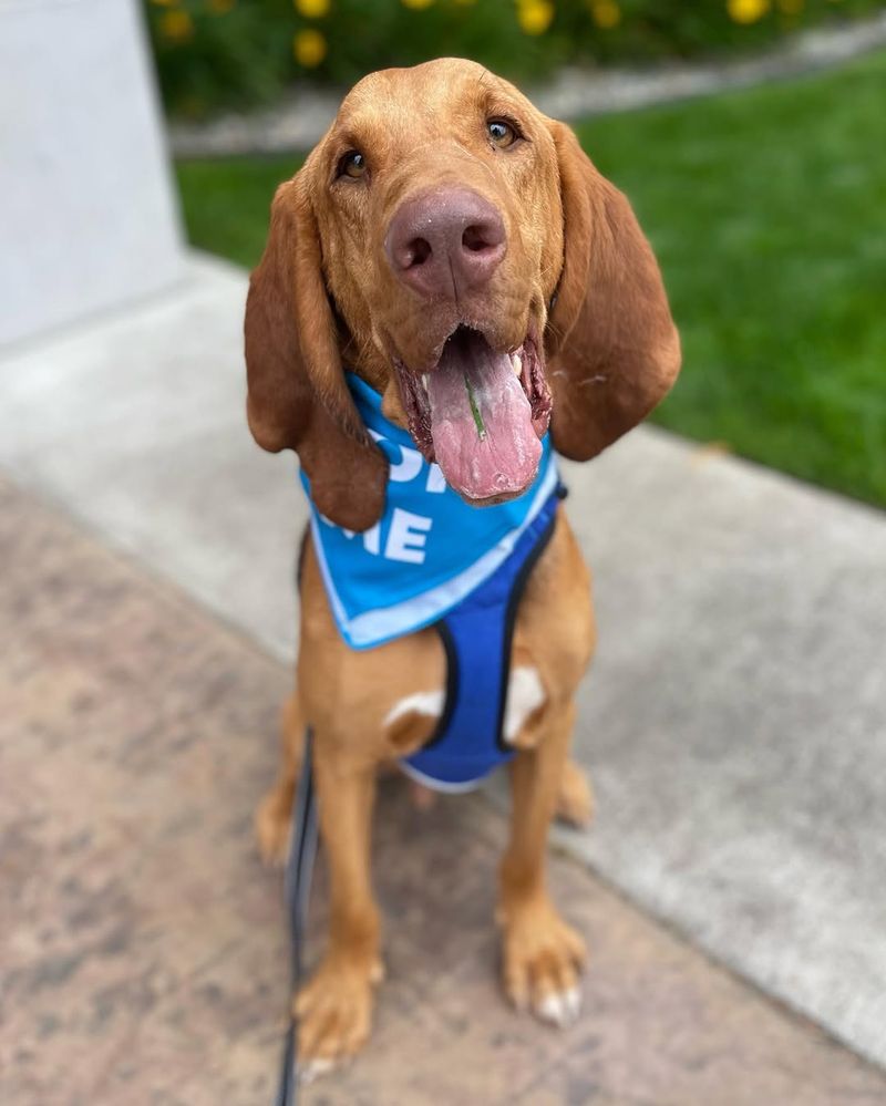 Bloodhound