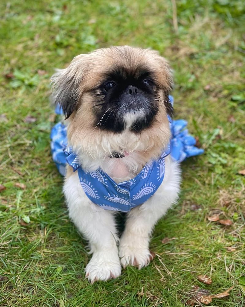 Pekingese