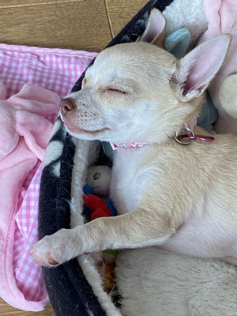 Chihuahua