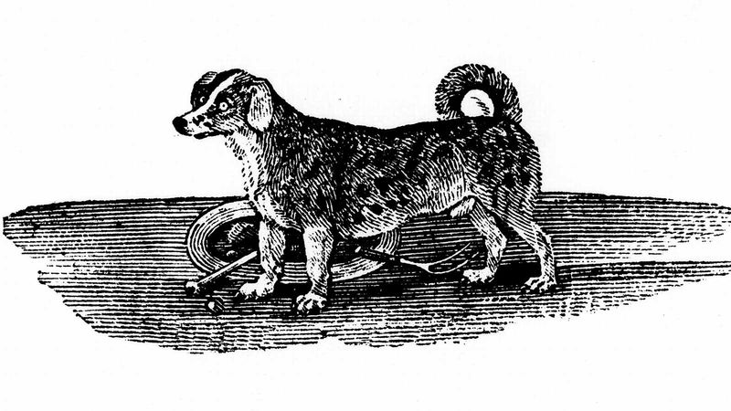 Turnspit Dog