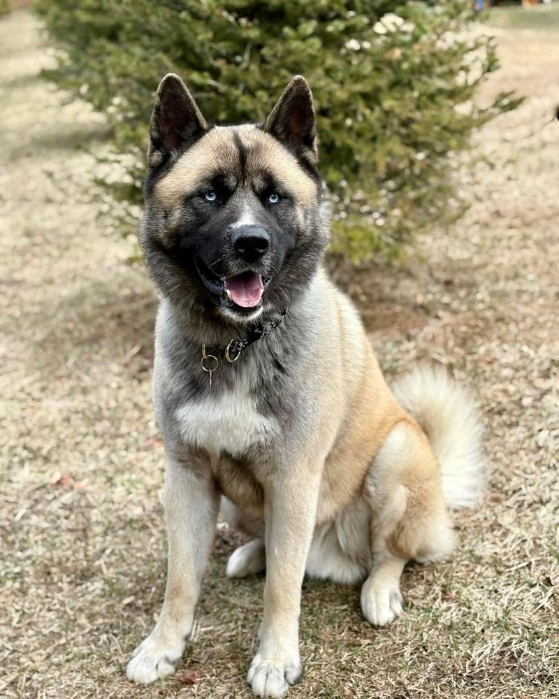 Akita