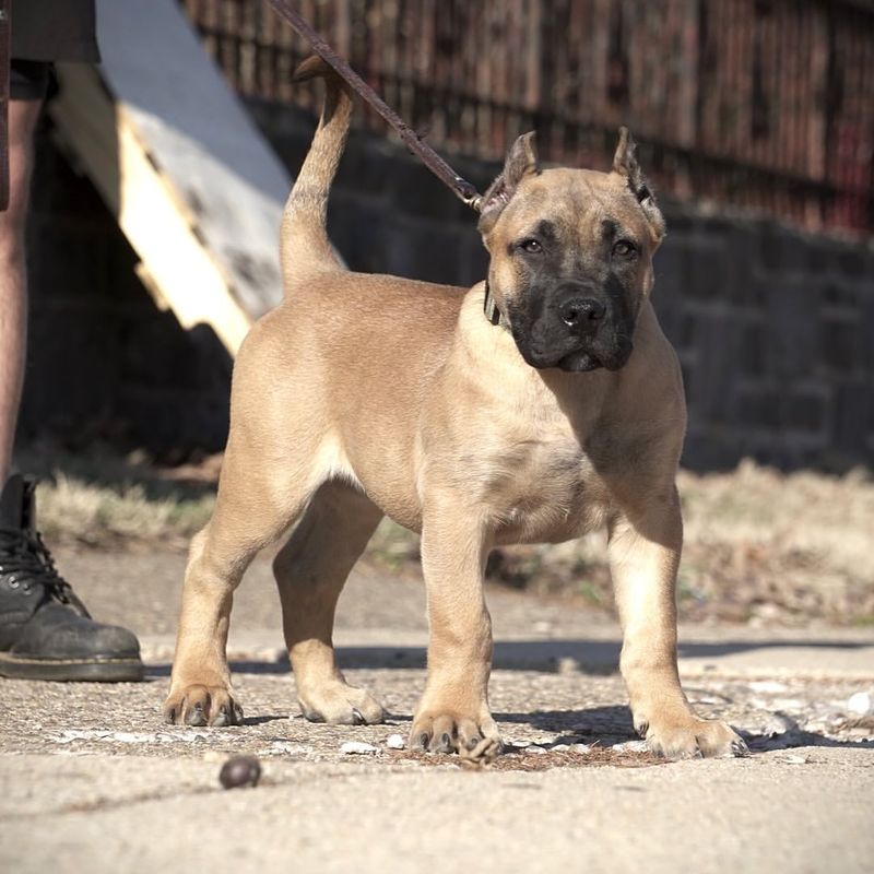 Presa Canario