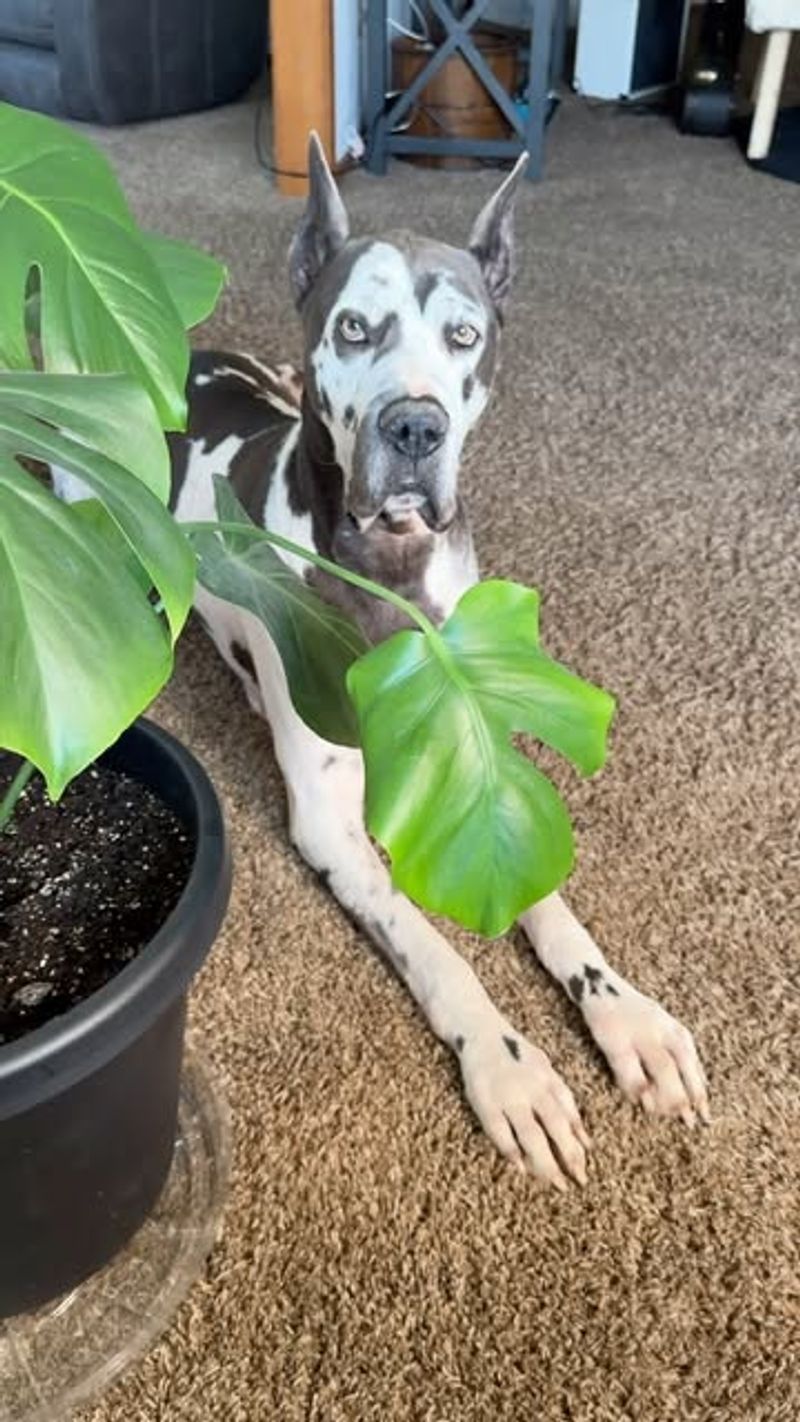 Great Dane