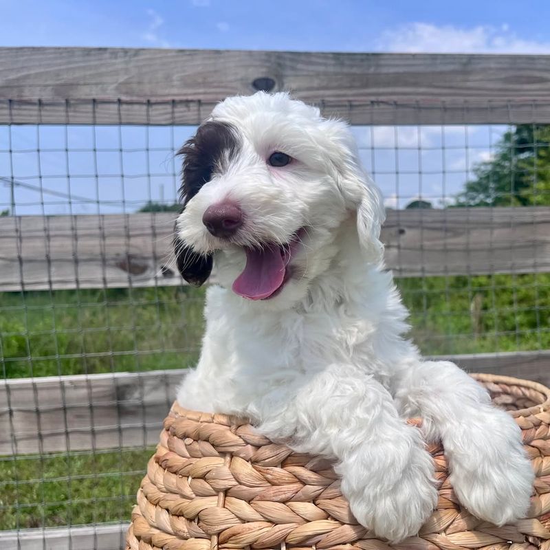 Old English Sheepdog