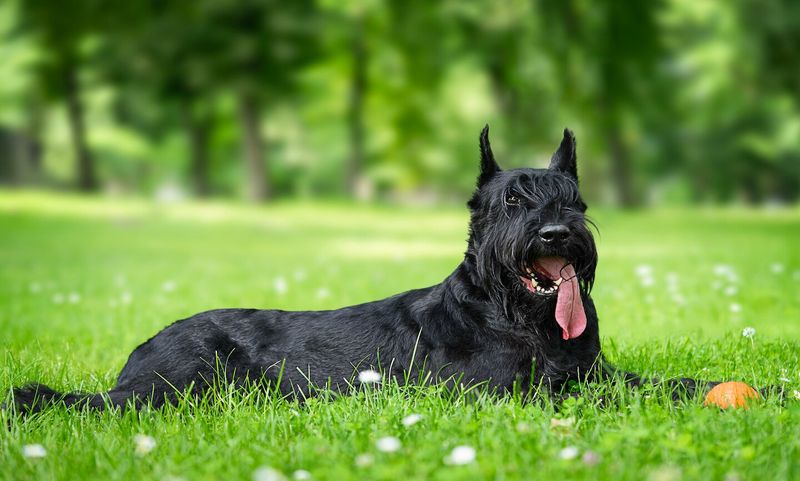 Giant Schnauzer