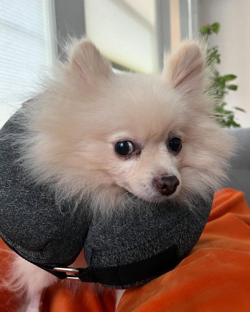 Pomeranian